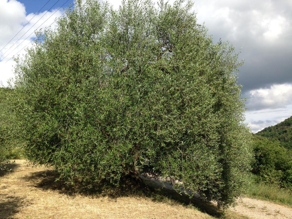 Agriturismo Santa Maria 皮恩扎 外观 照片